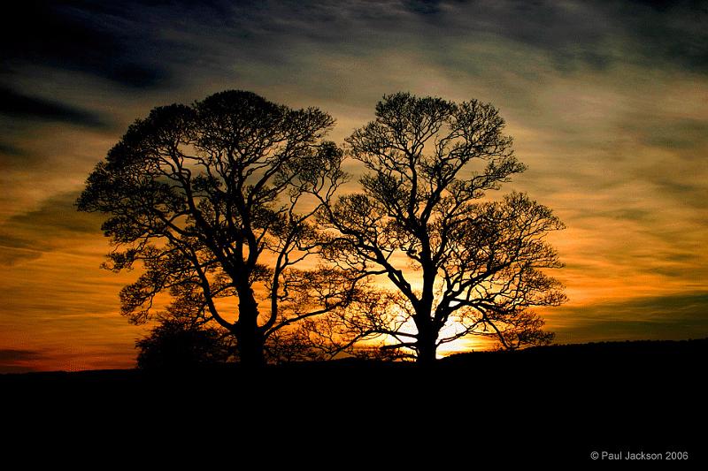 trees2.jpg - "Trees at Sunset"   - by Paul Jackson.  Trees at side of Long Preston Beck.